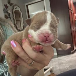 Leo Lilac Fawn - Fawn and white male Bulldog puppy in Emporia, Kansas from Kansas Grand St English & French Bulldogs