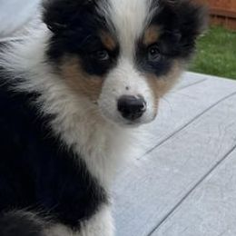 Australian Shepherds from Rena Australian Shepherds