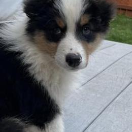 Australian Shepherds from Rena Australian Shepherds