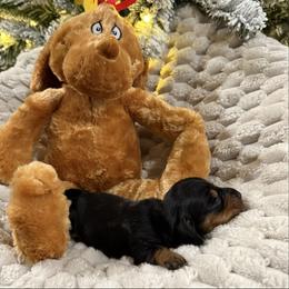Black and tan girl - Black and tan female Dachshund puppy in Defuniak Springs, Florida from Anastasia Knight's Cocker Spaniels
