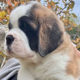 Orange Collar - Orange and white female Saint Bernard puppy in Double Springs, Alabama from St Bernard Kingdom, LLC