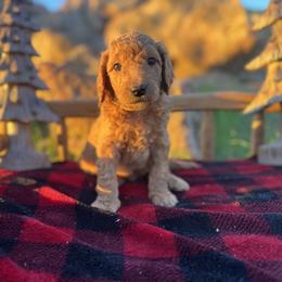 Grinch - Apricot male Aussiedoodle puppy in Riverside, California from Just Loving Doodles