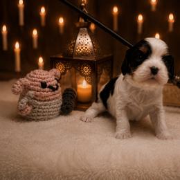 Flora - Tri-color female Cavalier King Charles Spaniel puppy in Lula, Georgia from Cavaliers by Crumley