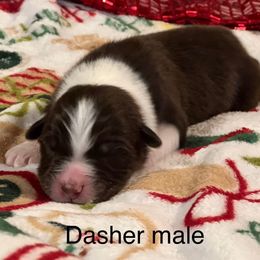 Dasher - Red tri-color male Australian Shepherd puppy in Howardsville, Virginia from Spectacular Aussies and Cavaliers