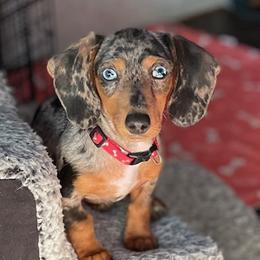 Samson - Dachshund