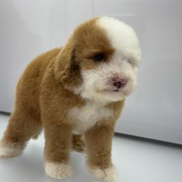 Clover - Red female Bernedoodle puppy in Temecula, California from Country Hills Doodles