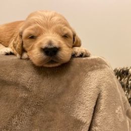 Goldendoodle Puppies from Knox Family Goldens & Doodles