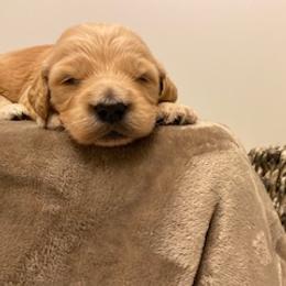 Goldendoodle Puppies from Knox Family Goldens & Doodles