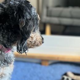Coco - Bernedoodle