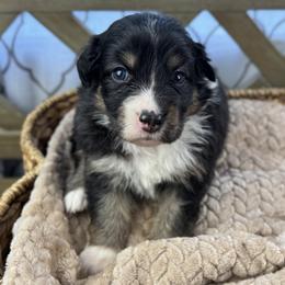 Girl 6: Blossom - Black tri-color female Australian Shepherd puppy in Volant, Pennsylvania from Addie's Aussies