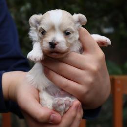 Armani - Apricot male Maltipoo puppy in Bellevue, Washington from Sweetheart Doodles