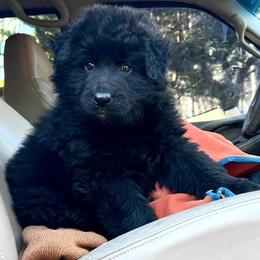 German Shepherd Puppies from Tabor Springs GSD