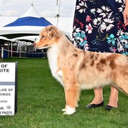 Charlie - Miniature American Shepherd
