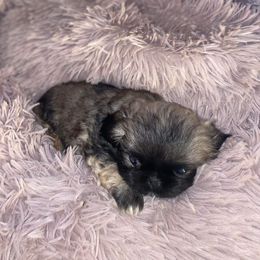 Sophia - Cream female Pekingese puppy in Apex, North Carolina from Happy puppies