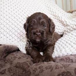 Basil - Brown male Cockapoo puppy in Savannah, Georgia from Vino and Vespa Doodles