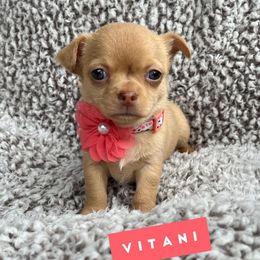 Vitani 3750 - Merle female Chihuahua puppy in Augusta, Georgia from Sophia Jade's Chi Brigade