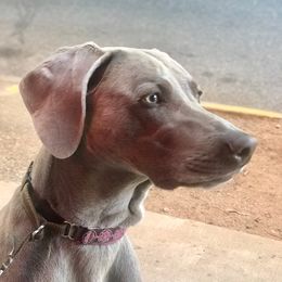 Glory - Weimaraner