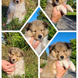 Shetland Sheepdog Puppies from Winterfell Shetland Sheepdogs