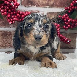 Finn - Dapple male Dachshund puppy in Industry, Illinois from KDKs Kennels