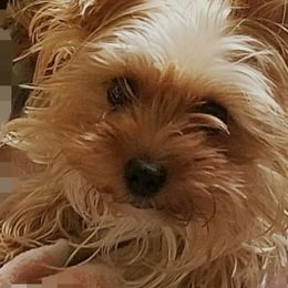 Riley - Yorkshire Terrier