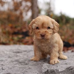 Yellow - Caramel cream female Australian Labradoodle puppy in Williamstown, New York from Lewis Manor Labradoodles