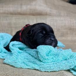 Red-black collar - Black brindle male Cane Corso puppy in Beech Island, South Carolina from Relic Cane Corso
