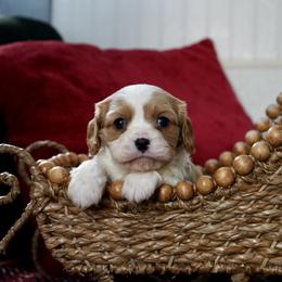 Hayes - Blenheim male Cavalier King Charles Spaniel puppy in Lula, Georgia from Cavaliers by Crumley