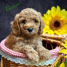 Boston - Red  male Goldendoodle puppy in Crockett, Texas from Kingdom Kennels