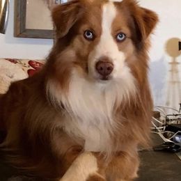 Toby - Toy Australian Shepherd