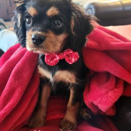 Cavalier King Charles Spaniel Puppies from Majestic Cavaliers of Melbourne FL