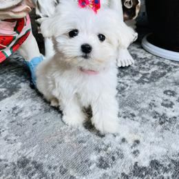 Maltese Puppies from Hosking kennels