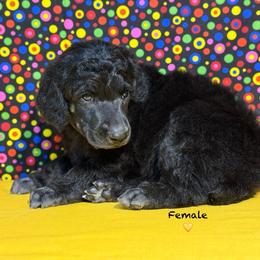 Yellow - Black female Poodle puppy in Houma, Louisiana from Smart Azz Poodles