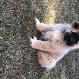 Akita Puppies from Sundara Akitas
