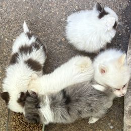 Pomsky puppies from Robinson Pomski