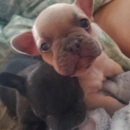 Ruger - Blue fawn male French Bulldog puppy in Stockton, Missouri from Willis Family Frenchies