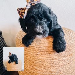 Phoebe - Black and white female Sheepadoodle puppy in Republic, Missouri from DOOD & Co
