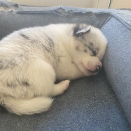 Pomsky Puppies from Pomsky‘s Palace