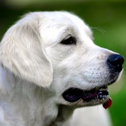 Vicki - Golden Retriever