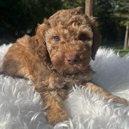 Charlie - Sable female Aussiedoodle puppy in Clarkston, Washington from Doodle & Poodle Palace