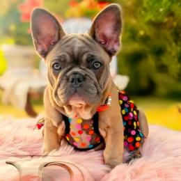 Lyra - Blue fawn female French Bulldog puppy in Fort Atkinson, Wisconsin from Bishop Bullyz
