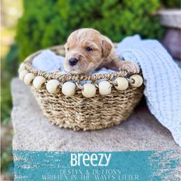 Breezy - Apricot female Goldendoodle puppy in Soddy Daisy, Tennessee from The W Doods
