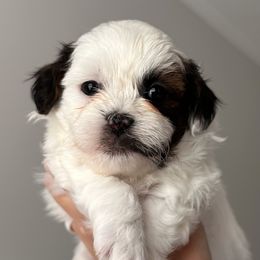 Blue Male - Black and white male Shihpoo puppy in Asheboro, North Carolina from Southern Bred Pups