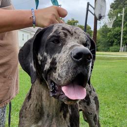 Cash - Great Dane