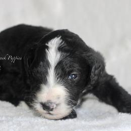Clyde - Black and white male Sheepadoodle puppy in Lowry City, Missouri from Cooper Creek Puppies