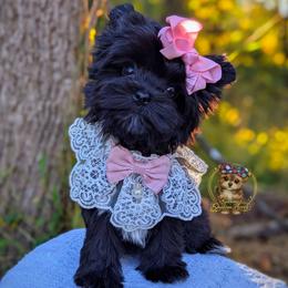 Korean Dollface Buttercup - Black female Morkie puppy in Barren Springs, Virginia from Seeking Shalom Acres Maltese, Maltipoos & Havamalts