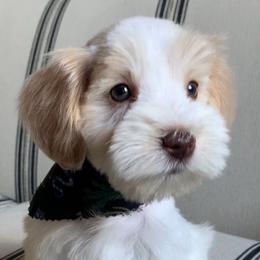 Girl 4 - Parti female Miniature Schnauzer puppy in Mc Allen, Texas from True Love Schnauzers