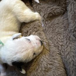 Joe Jonas - White and black male Dalmatian puppy in Fort Cavasos, Texas from Mainstreet Dalmation