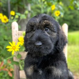 Fajita - Pepper and salt female Giant Schnauzer puppy in Collinsville, Mississippi from Hillside Kennels