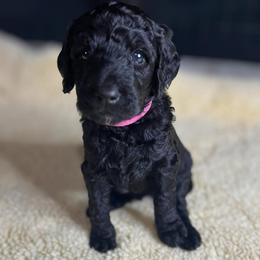 Truffle - Black female Goldendoodle puppy in Summerville, South Carolina from Pawmazing Doodles