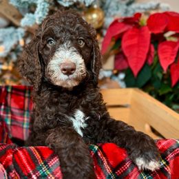 Double Doodles and Goldendoodles from Coral Gables Doodles